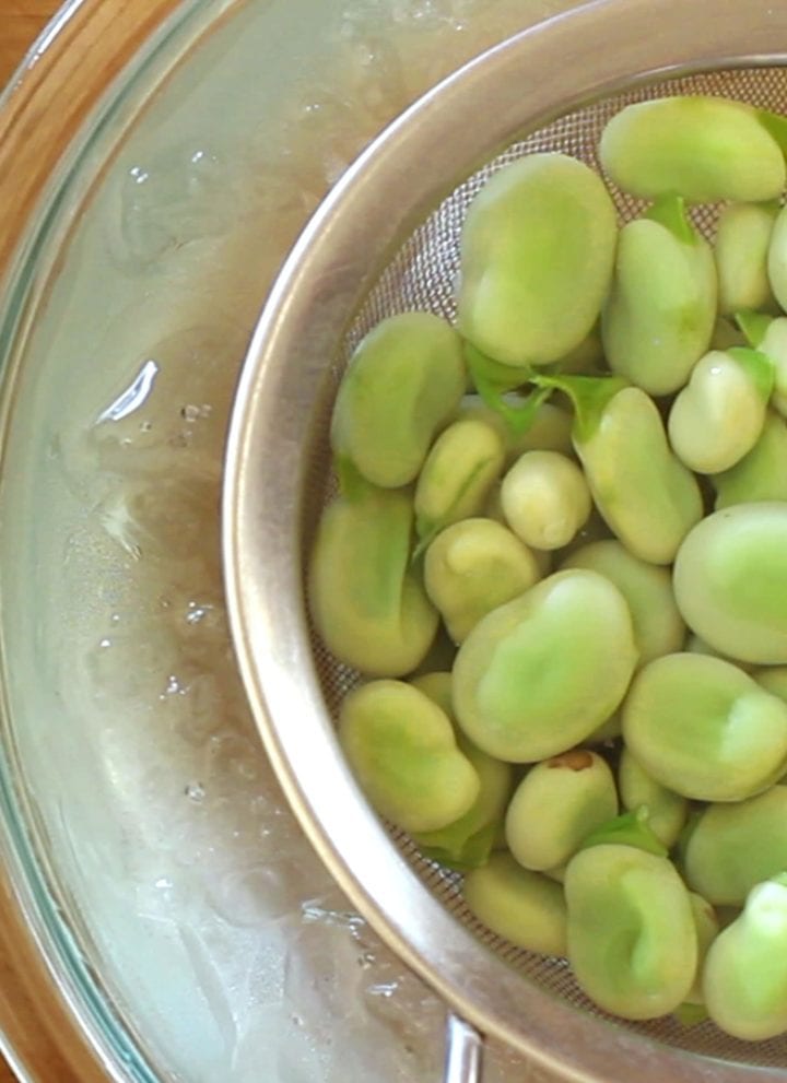 Top-down view of fava beans in a strainer sitting in a bowl of ice water to shock after blanching.