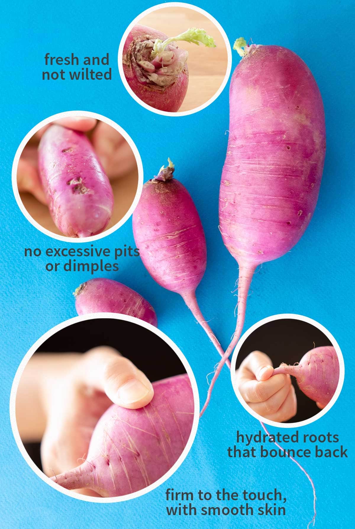 3 varying sizes of purple daikon on a blue background with with closeup photos and text showing visual cues to look for: fresh and not wilted tops, no excessive pits or dimples, hydrated roots that bounce back, and firm to the touch with smooth skin.