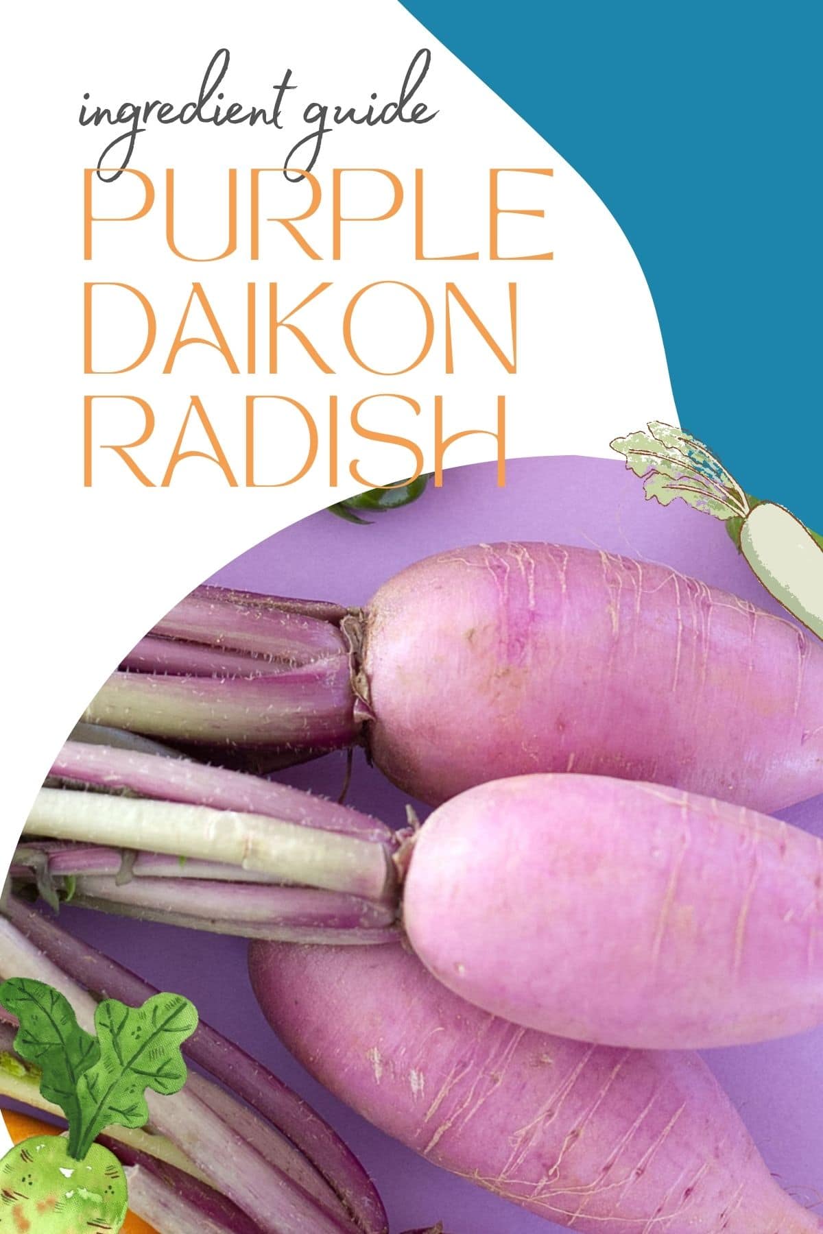 Text that reads, "ingredient guide: purple daikon radish" with a photo of a bunch of purple daikon radish below.