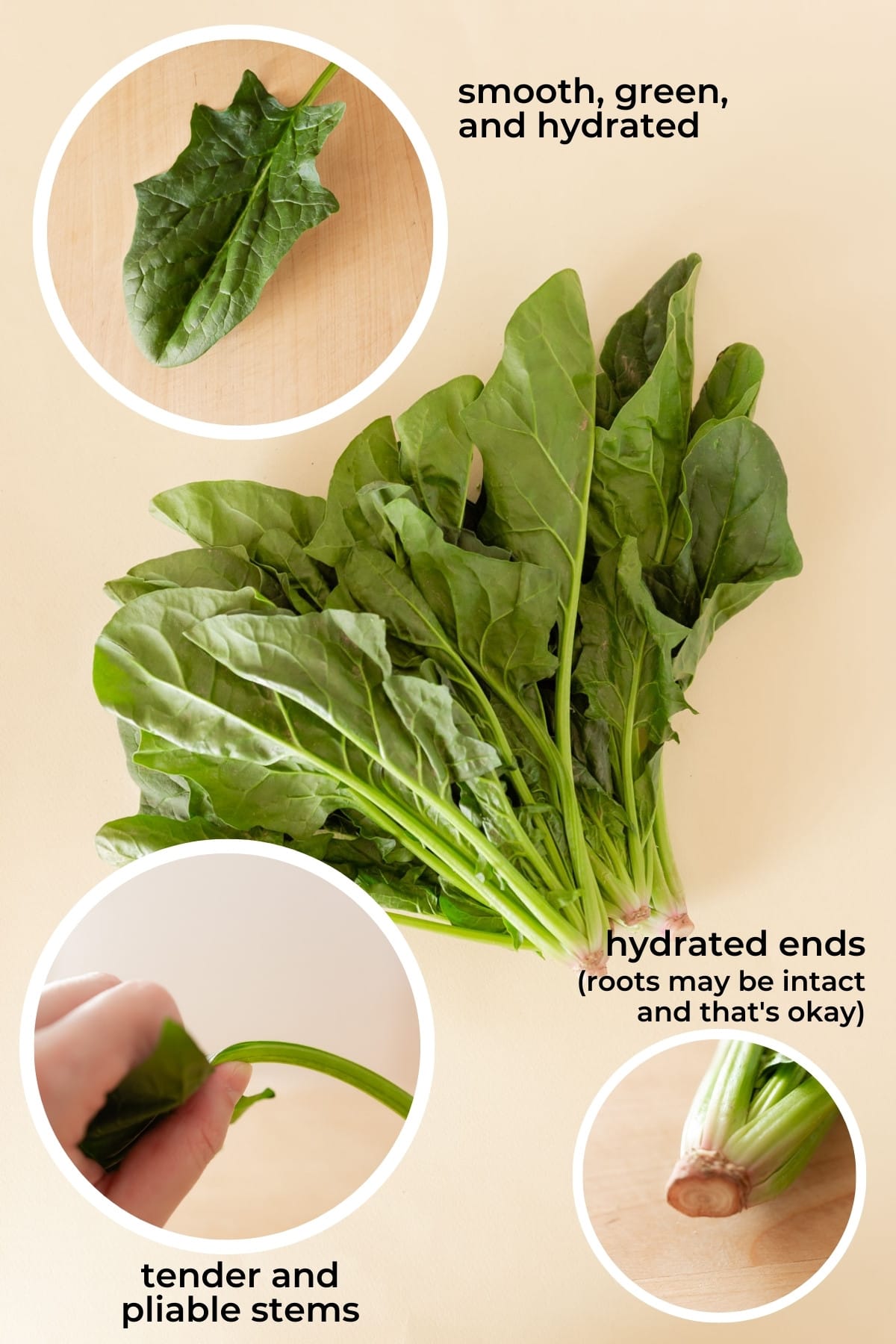 A bunch of taiwan spinach on a pale yellow background with closeup photos and text showing visual cues to look for (smooth, green, and hydrated leaves; tender and pliable stems; hydrated ends where the roots may or may not be intact).