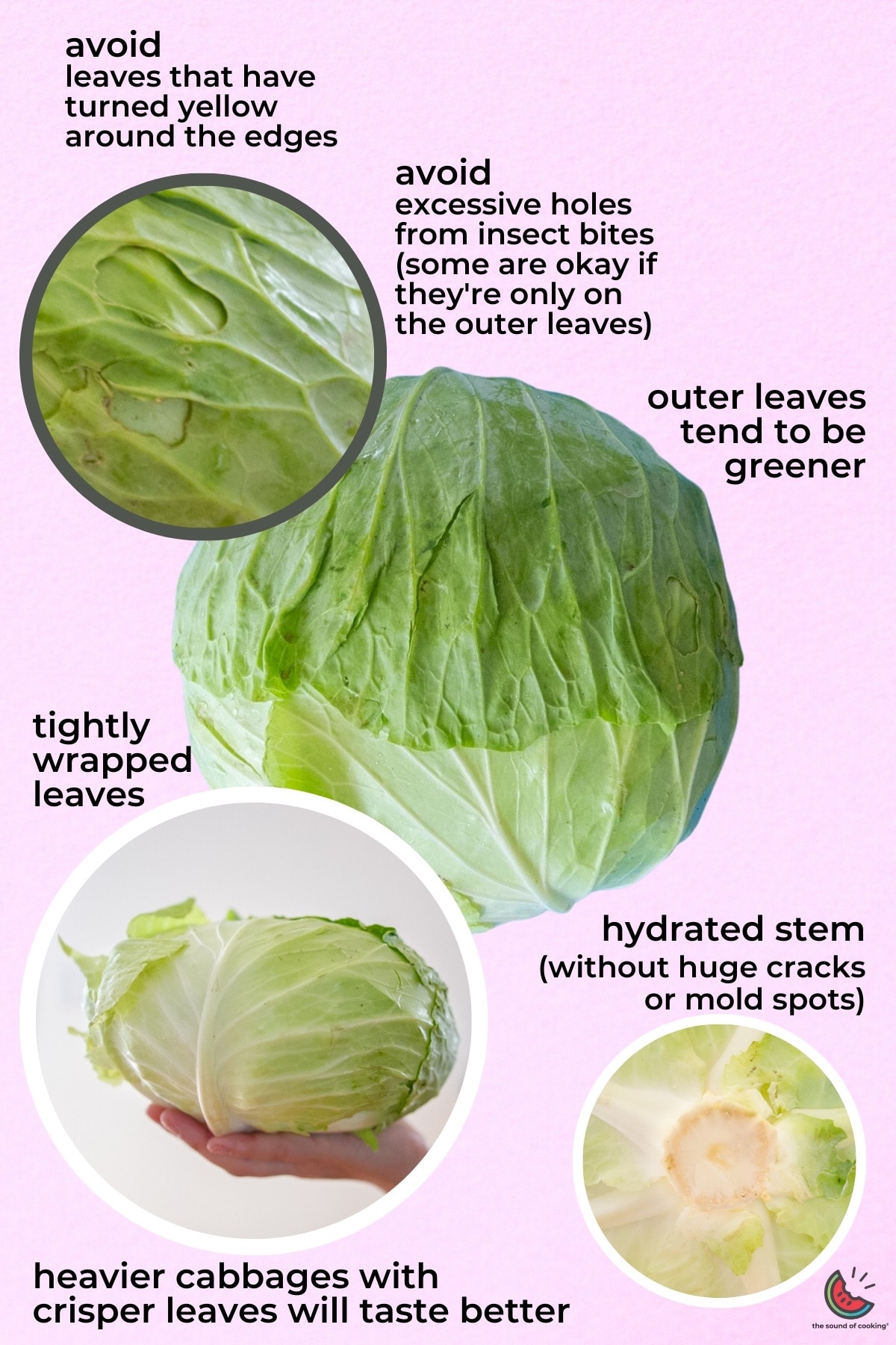 A head of Taiwanese cabbage on a pale pink background with closeup photos and text showing visual cues to look for (tightly wrapped leaves; outer leaves tend to be greener; hydrated stem without huge cracks or mold spots; heavier cabbages with crisper leaves will taste better), as well as what to avoid (leaves that have turned yellow around the edges; excessive holes from insect bites).