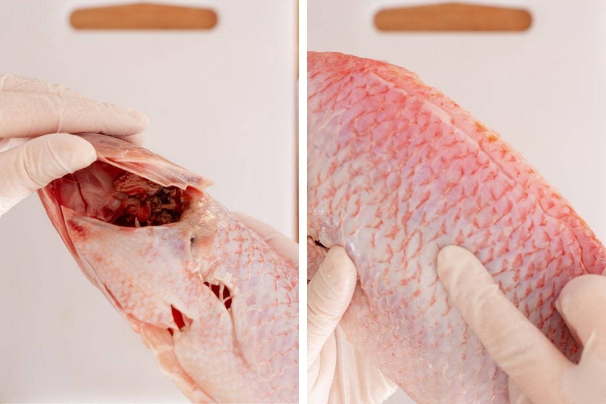 An image on the left showing the inside of the gills of a fresh fish and an image on the right showing the firm texture of the fish when pressed with a finger.