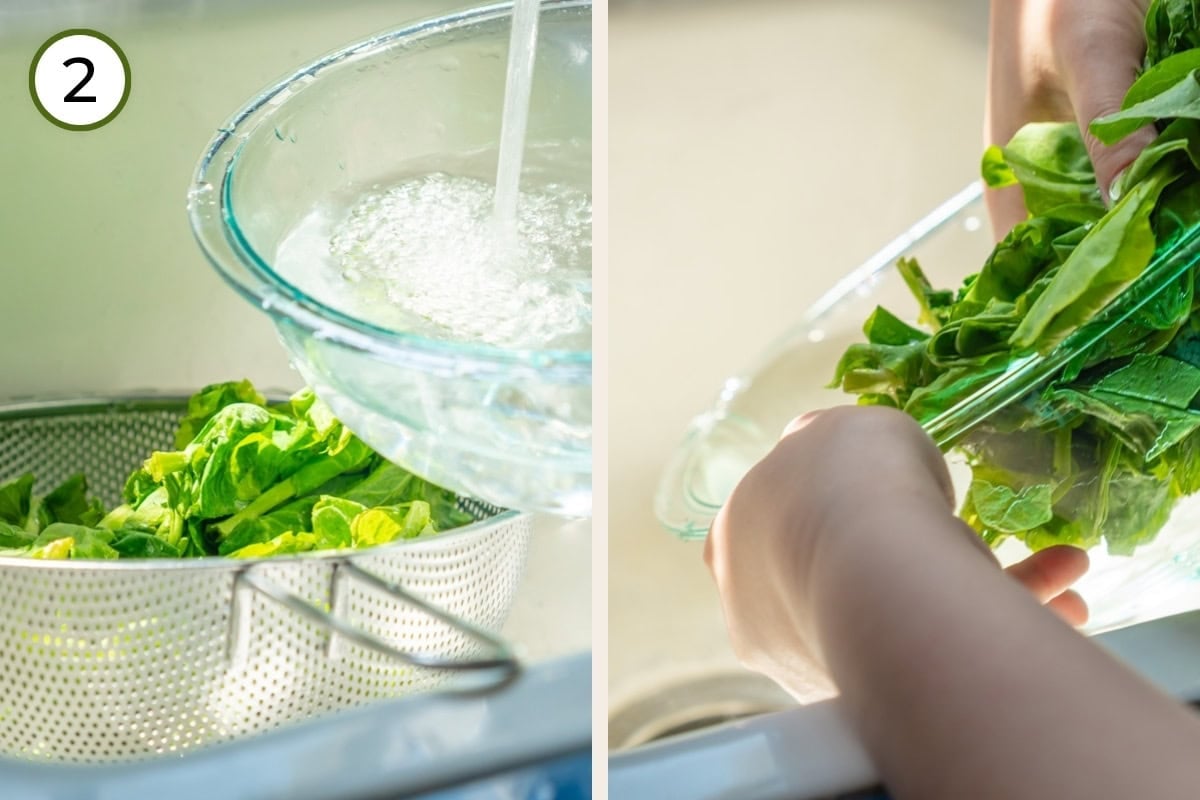 Wash pea shoots step 2 - Two-panel image: On the left, rinsed pea shoots are in a colander while the large mixing bowl is cleaned under running water. On the right, Cindy is holding back the rinsed pea shoots to one side of the large mixing bowl while draining the water into the sink.