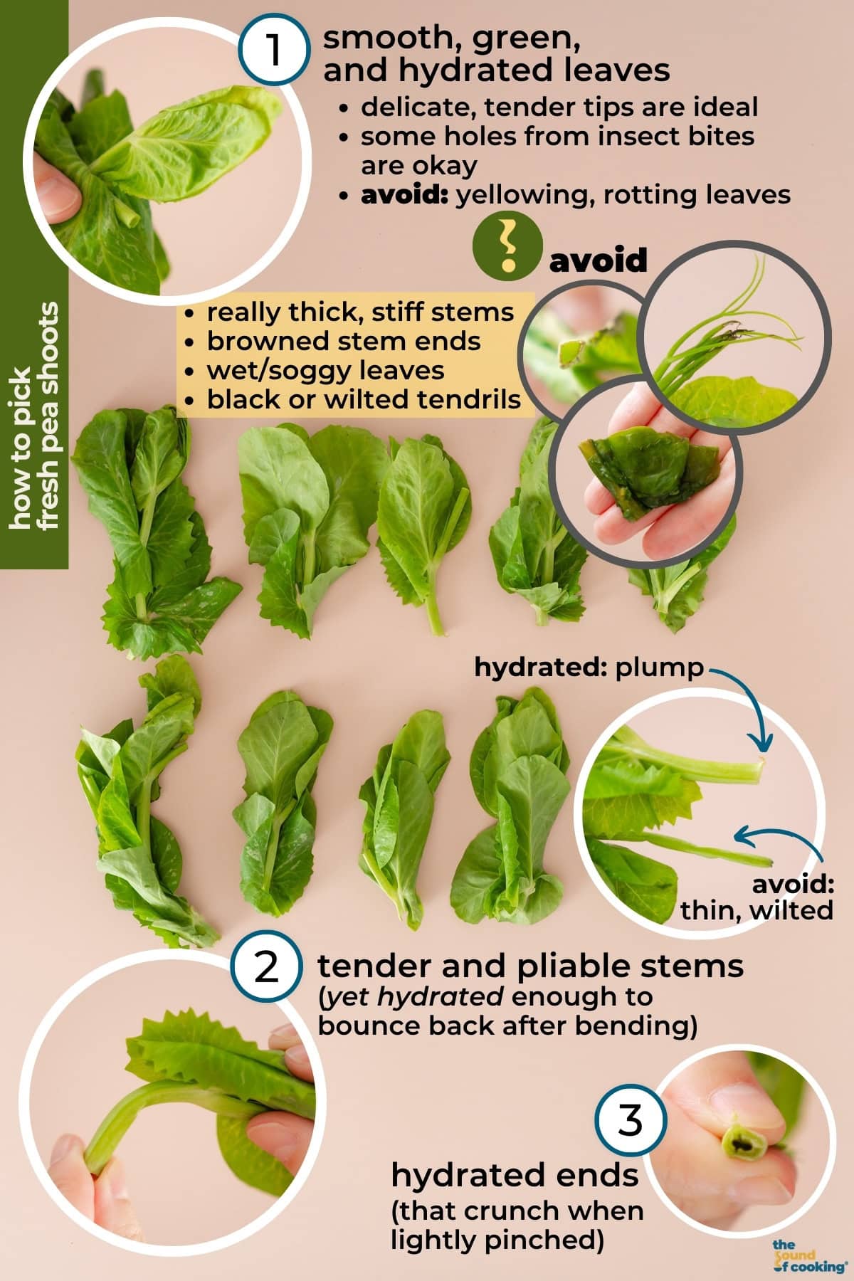 An infographic with tips on how to select good quality fresh pea shoots at the grocery store. Includes descriptions such as: select smooth, green leaves and hydrated stems; avoid thick, stiff, wilted, or browning leaves and dried, split ends.