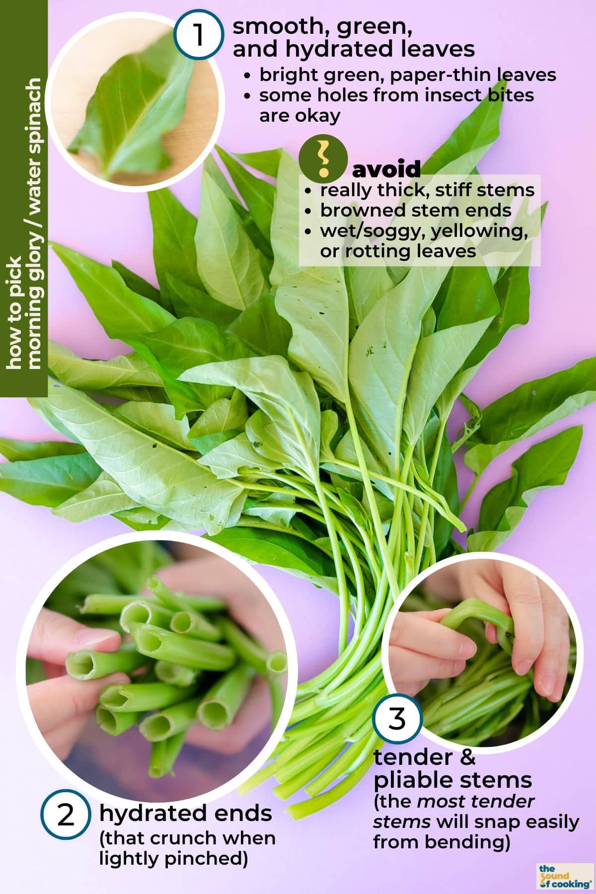 An infographic with tips on how to select good quality fresh morning glory (water spinach) at the grocery store. Includes descriptions such as: select smooth, green, and hydrated leaves and pliable stems; avoid thick, stiff, wilted stems and yellowing or rotting leaves.